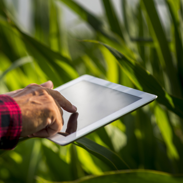 INFORMES AGRONÓMICOS